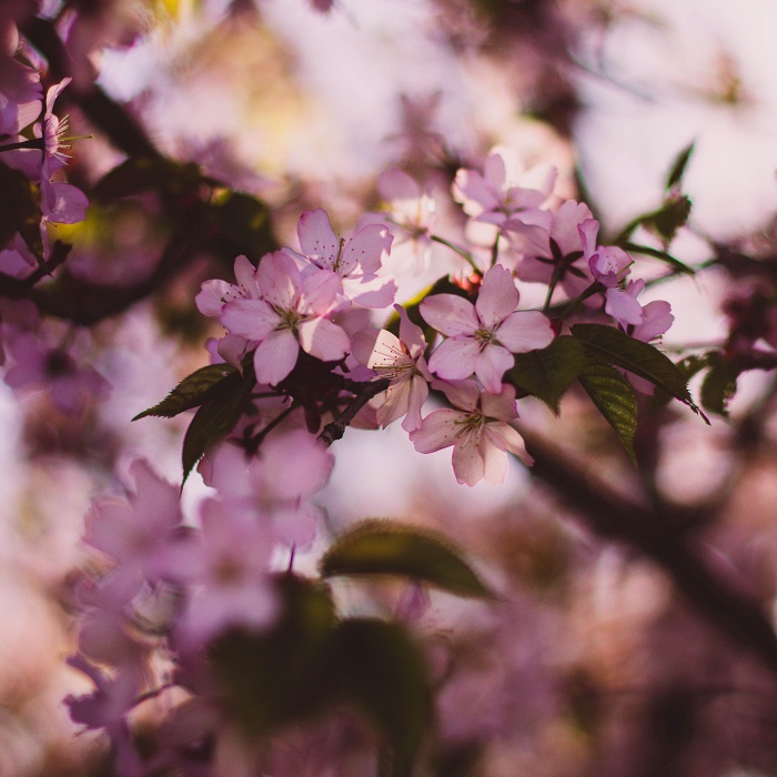 Spring blossom