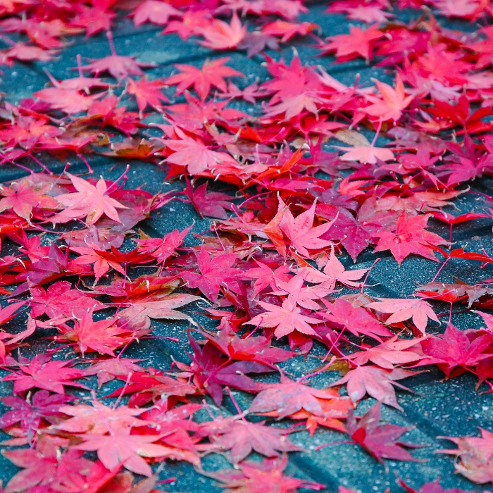 Autumn time!